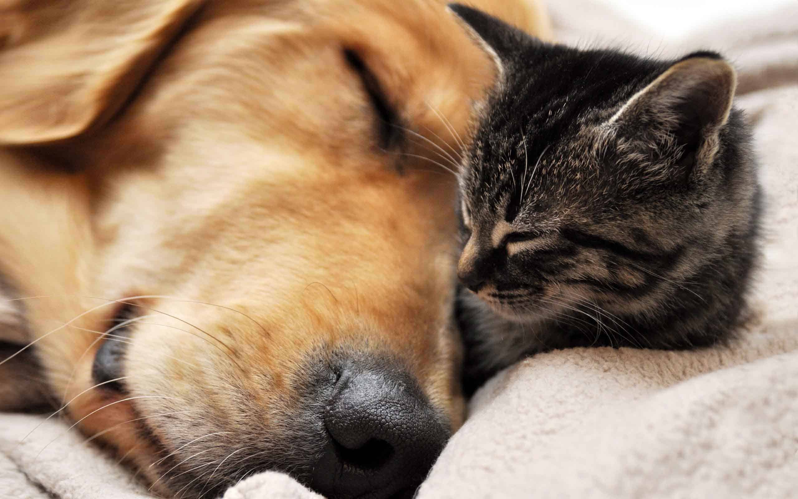 hd-cats-and-dog-images-wallpaper